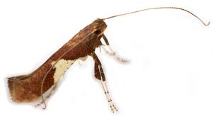 Attēlu rezultāti vaicājumam “Caloptilia stigmatella”