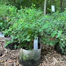 Attēlu rezultāti vaicājumam “Symphoricarpos albus”