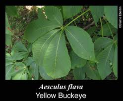 Attēlu rezultāti vaicājumam “Aesculus flava leaf”