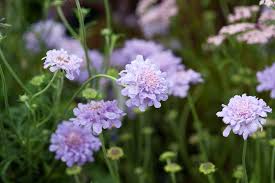 Image result for Scabiosa col.`Butterfly Blue`