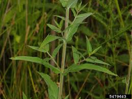 Attēlu rezultāti vaicājumam “Lythrum salicaria leaf”