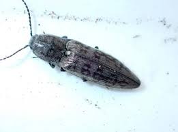 Attēlu rezultāti vaicājumam “Actenicerus sjaelandicus”