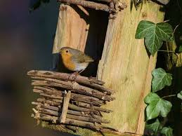Attēlu rezultāti vaicājumam “Erithacus rubecula nest”