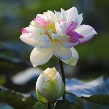 Attēlu rezultāti vaicājumam “Lotus sp. flower”