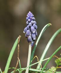 Attēlu rezultāti vaicājumam “Muscari neglectum”
