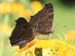 Attēlu rezultāti vaicājumam “Inachis io”