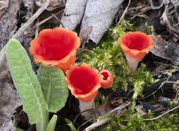 Attēlu rezultāti vaicājumam “Microstoma protracta”