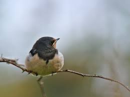 Attēlu rezultāti vaicājumam “Hirundo rustica juvenile”