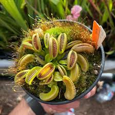 Attēlu rezultāti vaicājumam “Diachea muscorum young”