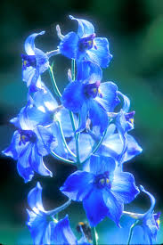 Image result for Rittersporn