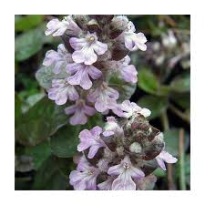 Attēlu rezultāti vaicājumam “Ajuga reptans flower”