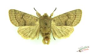 Attēlu rezultāti vaicājumam “Orthosia cerasi”