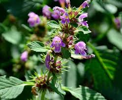 Attēlu rezultāti vaicājumam “Galeopsis tetrahit”