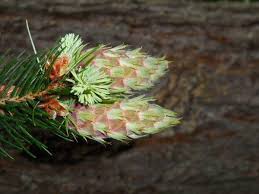 Attēlu rezultāti vaicājumam “Pseudotsuga menziesii fruit”