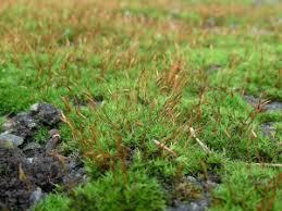 Attēlu rezultāti vaicājumam “Didymodon rigidulus sporophyte”