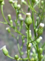 Attēlu rezultāti vaicājumam “Erigeron canadensis”