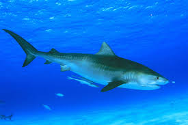 Image result for Galeocerdo cuvier