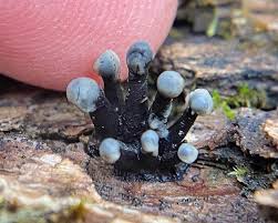 Attēlu rezultāti vaicājumam “Holwaya mucida”