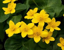 Attēlu rezultāti vaicājumam “Caltha palustris flower”