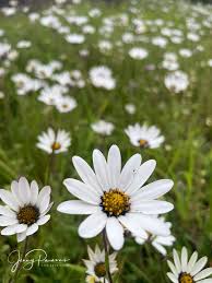 Image result for Dimorphotheca pluvialis