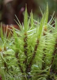 Attēlu rezultāti vaicājumam “Dicranum polysetum sporophyte”