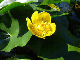 Attēlu rezultāti vaicājumam “Nuphar lutea flower”