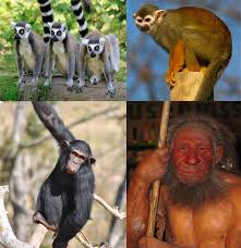 Attēlu rezultāti vaicājumam “Primates”