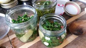 Attēlu rezultāti vaicājumam “Honckenya peploides fruit”