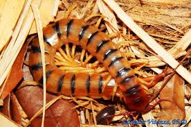 Attēlu rezultāti vaicājumam “Chilopoda”