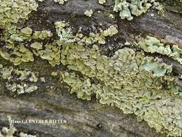 Attēlu rezultāti vaicājumam “Hypocenomyce scalaris”