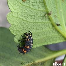Attēlu rezultāti vaicājumam “Adalia bipunctata larva”