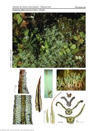 Attēlu rezultāti vaicājumam “Saelania glaucescens”