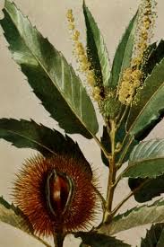Attēlu rezultāti vaicājumam “Castanea sativa  leaf”