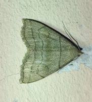 Attēlu rezultāti vaicājumam “Herminia tarsicrinalis”