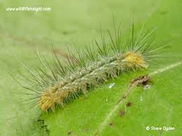 Attēlu rezultāti vaicājumam “Spilosoma lutea larva”