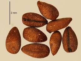 Attēlu rezultāti vaicājumam “Pedicularis palustris fruit”