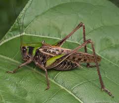 Attēlu rezultāti vaicājumam “Decticus verrucivorus”