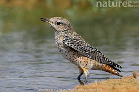 Image result for Monticola saxatilis