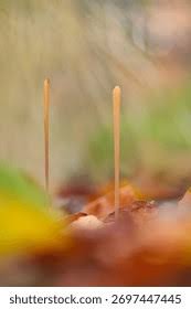 Attēlu rezultāti vaicājumam “Typhula erythropus”