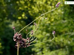 Attēlu rezultāti vaicājumam “Allium scorodoprasum leaf”