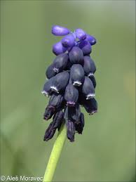 Attēlu rezultāti vaicājumam “Muscari neglectum flower”