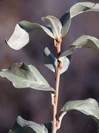 Attēlu rezultāti vaicājumam “Elaeagnus commutata”