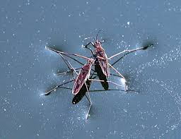 Attēlu rezultāti vaicājumam “Gerridae”