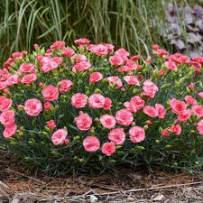 Image result for Dianthus