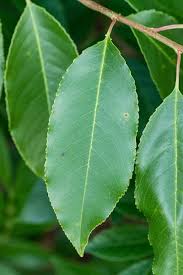 Attēlu rezultāti vaicājumam “Padus avium leaf”