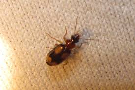 Attēlu rezultāti vaicājumam “Dromius quadrimaculatus”