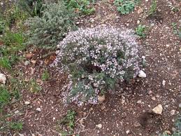 Image result for Thymus vulgaris