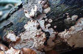 Attēlu rezultāti vaicājumam “Cystostereum murrayi”