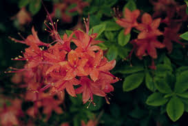Attēlu rezultāti vaicājumam “Rhododendron calendulaceum”