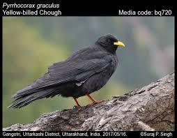Image result for Pyrrhocorax pyrrhocorax